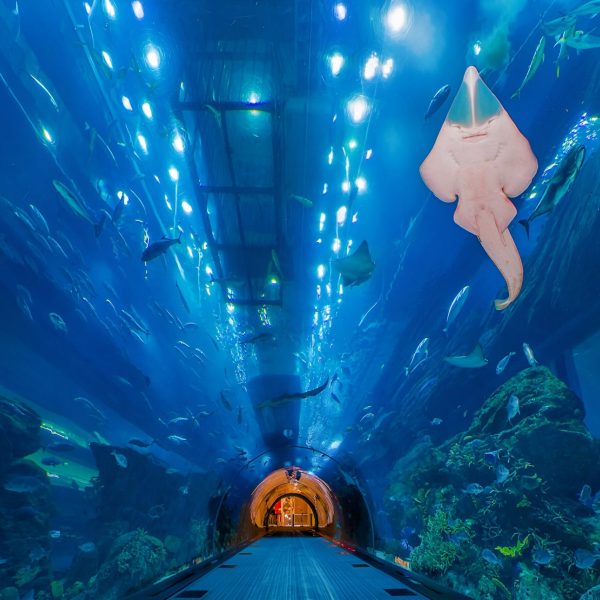 aff9020b_680f_46c4_90a6_a6afa2b10442_1868_dubai_dubai_aquarium_underwater_zoo_01_2b31cd8271 (1)